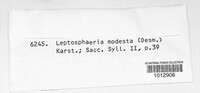 Leptosphaeria modesta image